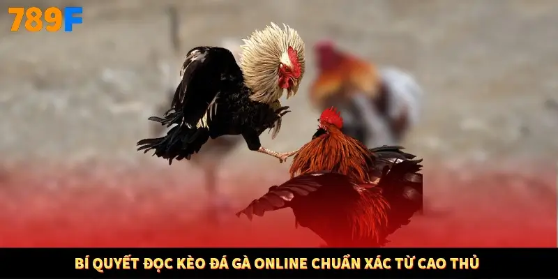 Bí quyết đọc kèo đá gà online chuẩn xác từ cao thủ